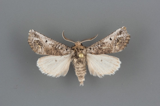 Aon noctuiformis male