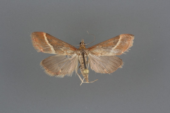 Pyrausta volupialis female