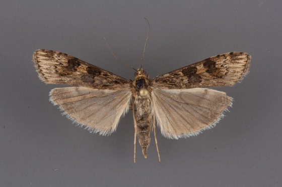 nomophila-nearctica-female
