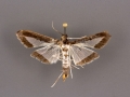 5204 Diaphania hyalinata female