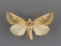 9780 Basilodes chrysopis male