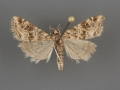 Hellula rogatalis male