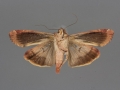 Magusa divaricata female ventral