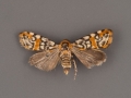 spragueia-guttata-female