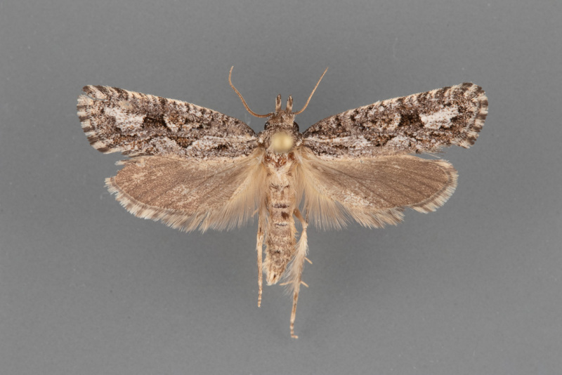 0385-Acrolophus-variabilis-male-ii-99