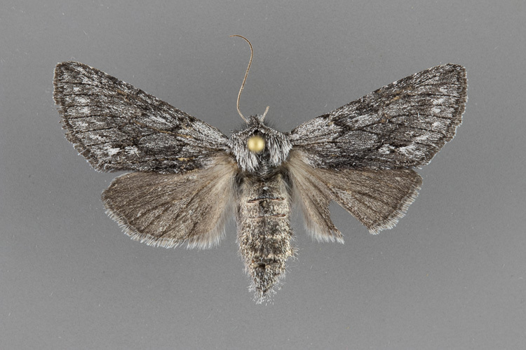 10030-Pleromelloida-arizonata-female