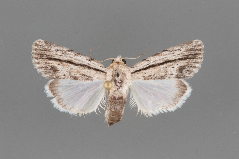 10037 Catebenoides terminellus female
