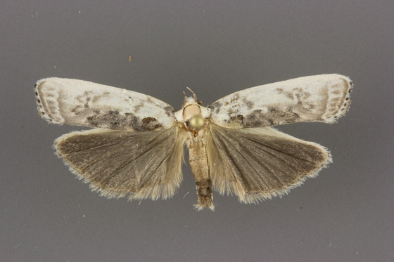 1011 Antaeotricha schlaegeri male or A. lindseyi