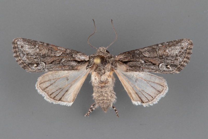 10395.1-Lacinipolia sareta female