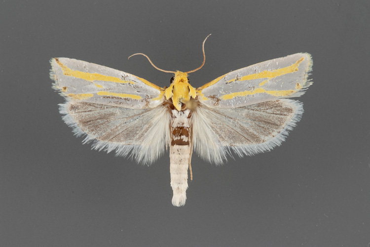3013-Pelochrista-canariana-male