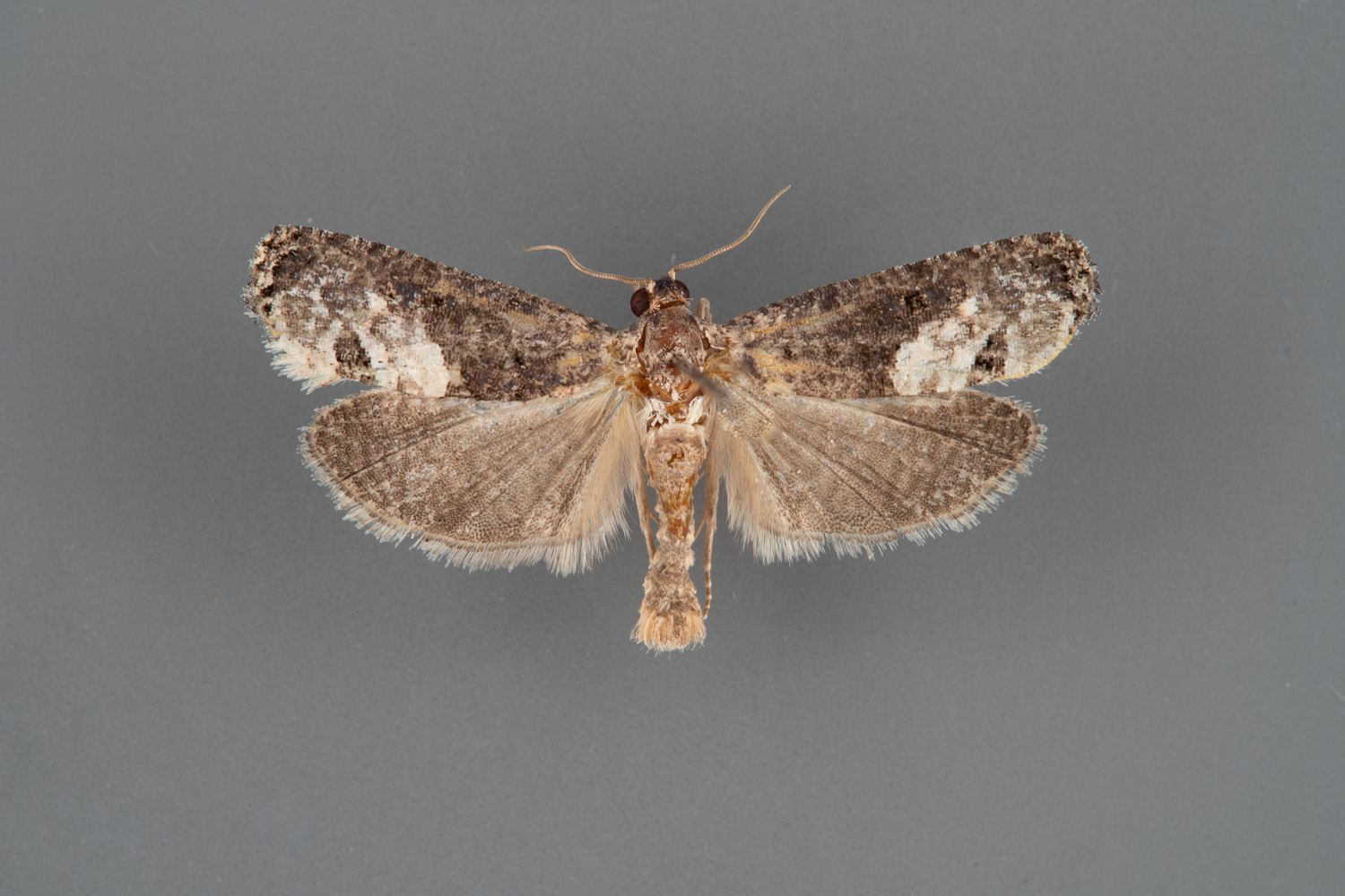 3495.2-Ecdytolopha-occidentana-male-iii-119