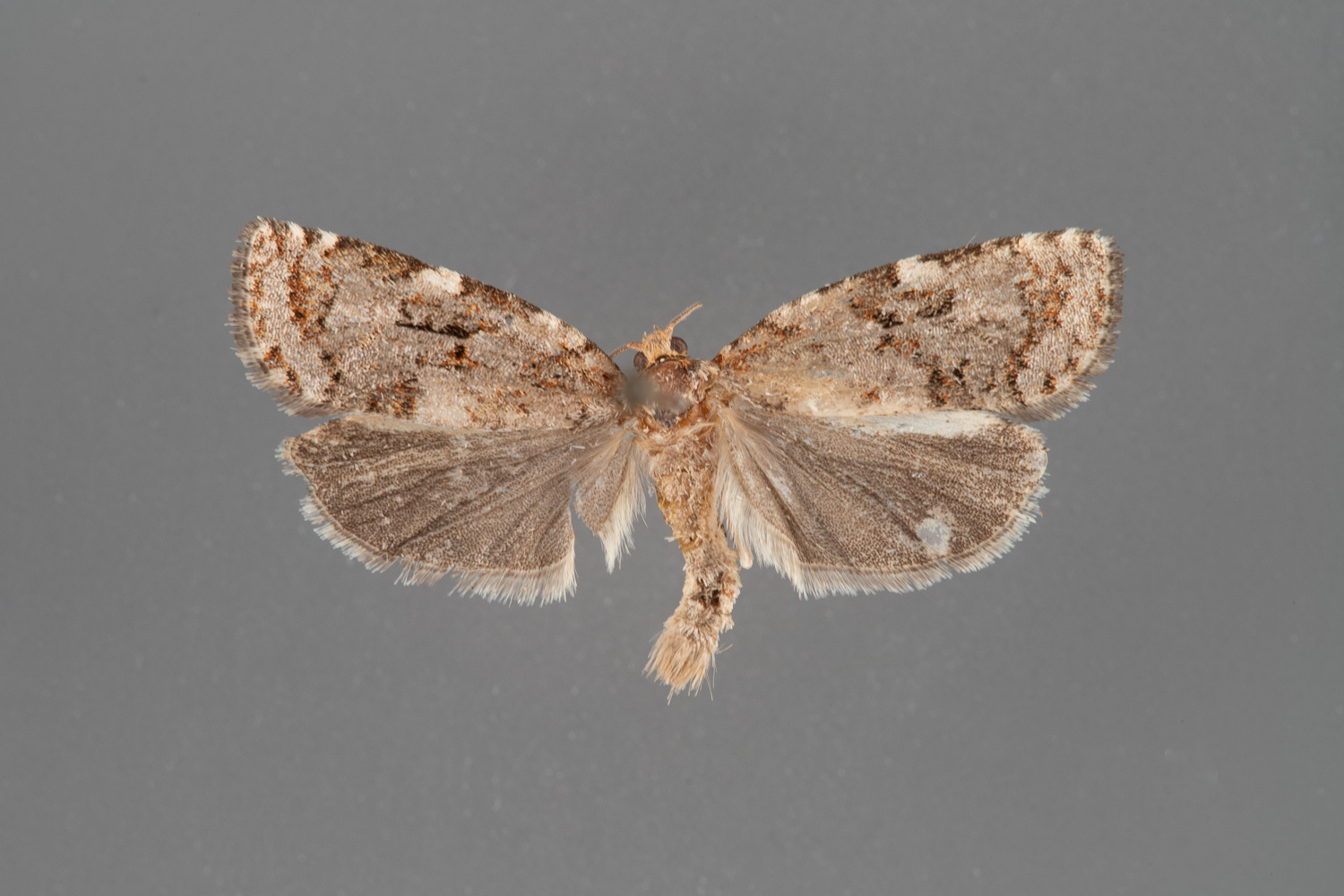 3640-Choristoneura-occidentalis-male-iii-61