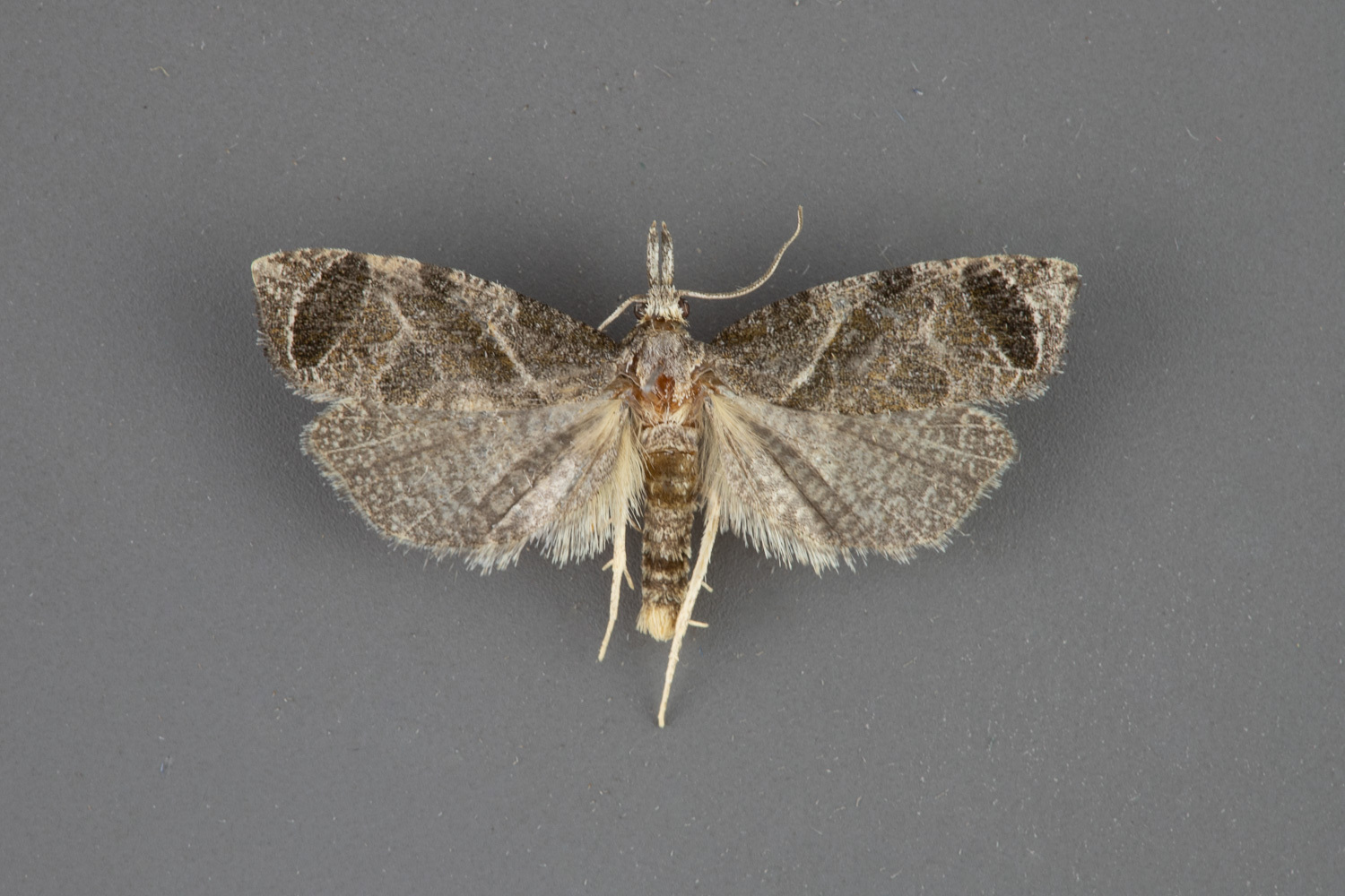 3821-Phtheochroa-perspicuana-male-iii-61