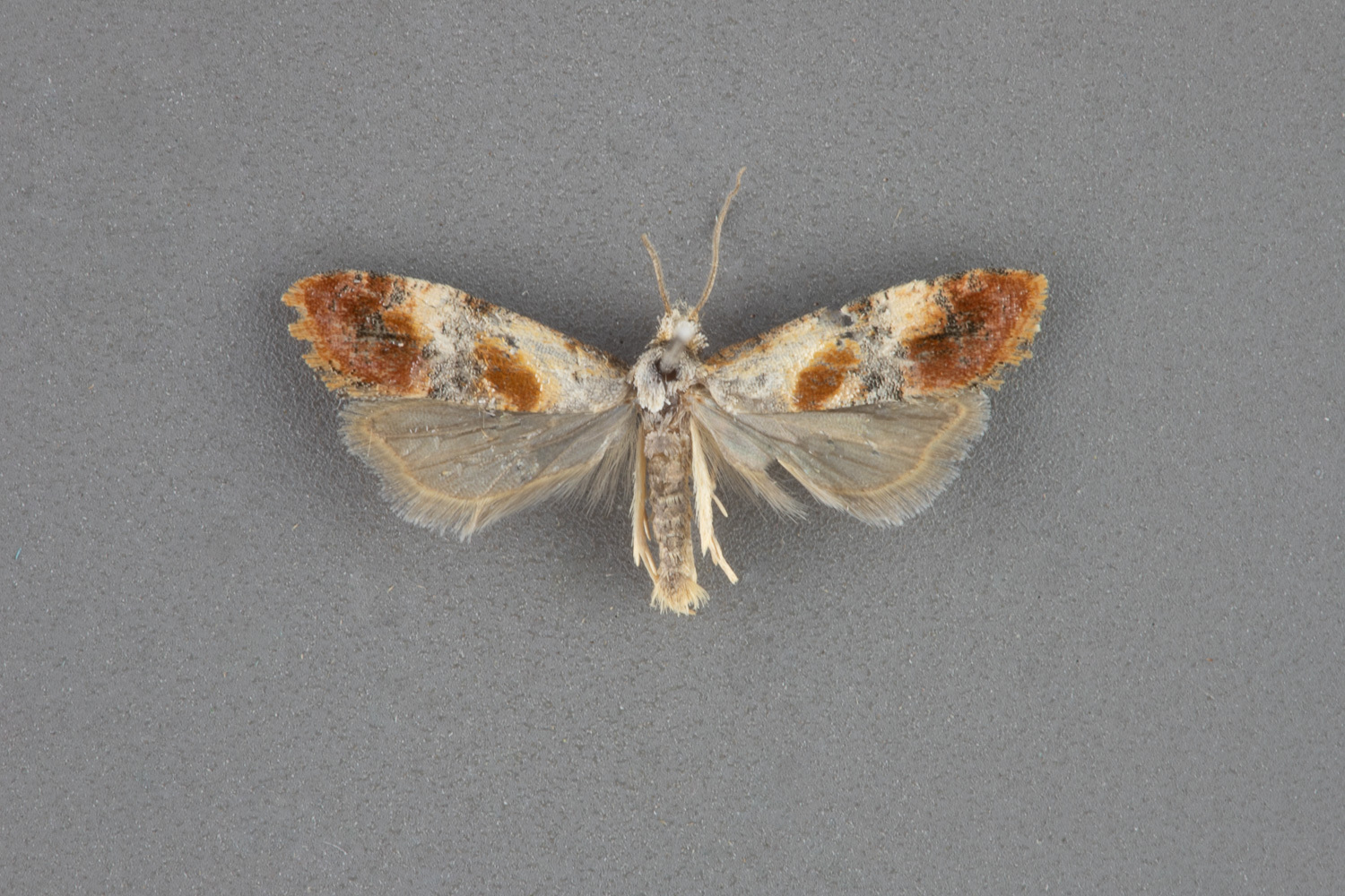 3858-Mimcochylis-fulvotinctana-male-iii-113