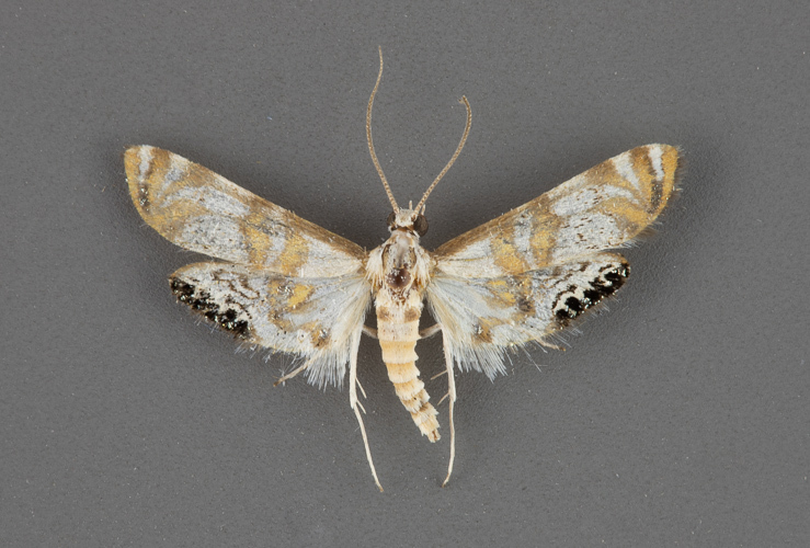 4773-Petrophila-kearfottalis-male-iii-33