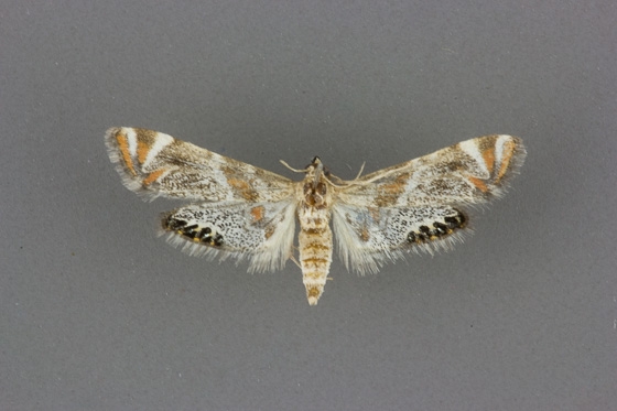 4775 Petrophila jaliscalis
