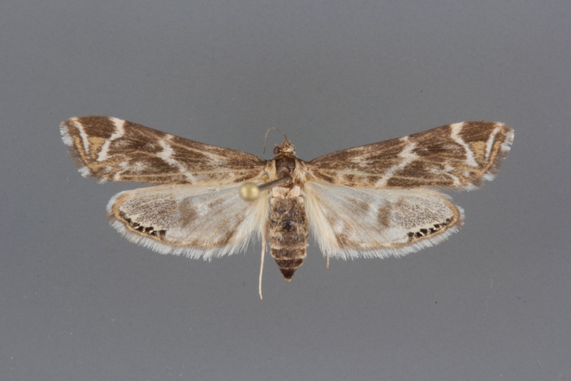 4781 Petrophila avernalis female