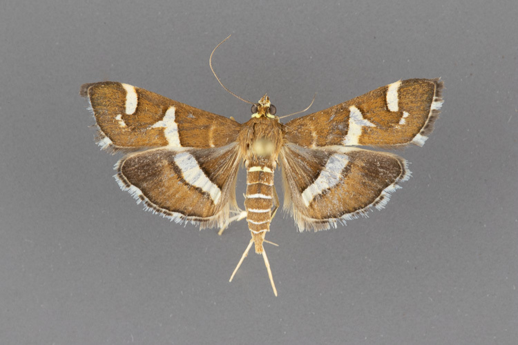 5170-Spoladea-recurvalis-female