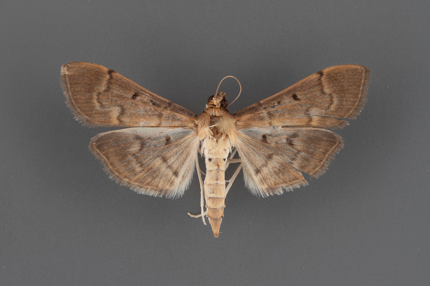 5274-Herpetogramma-phaeopteralis-female-iii-137