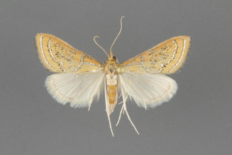 5296 Daulia arizonensis male
