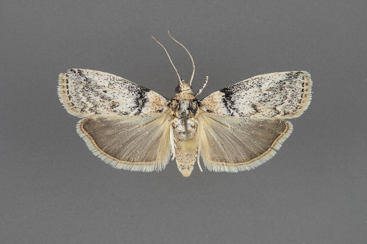 5785.1-Meroptera-anaimella-male-iii-43