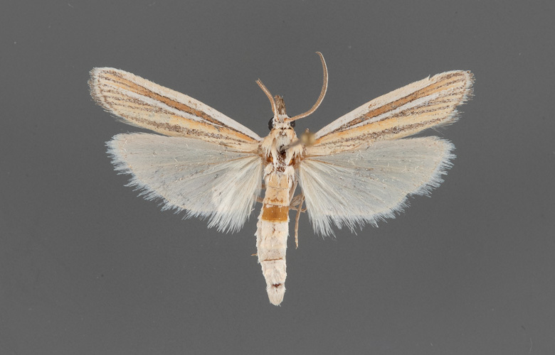 6062-Arivaca-ostreella-male