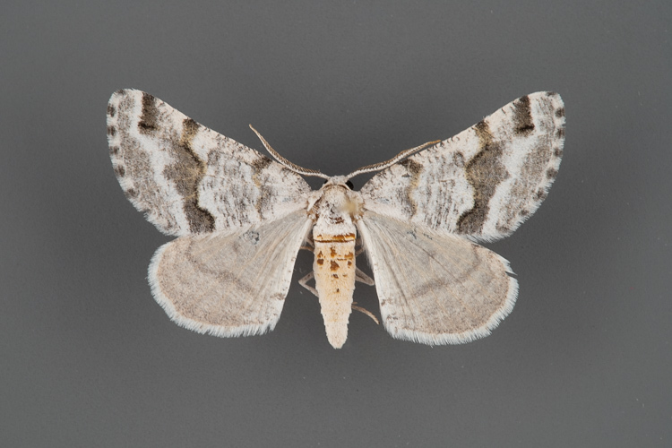 6317-Macaria-pallipennata-male-iii-23