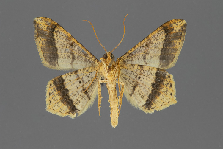 6332-Psamatodes-abydata-male-ventral