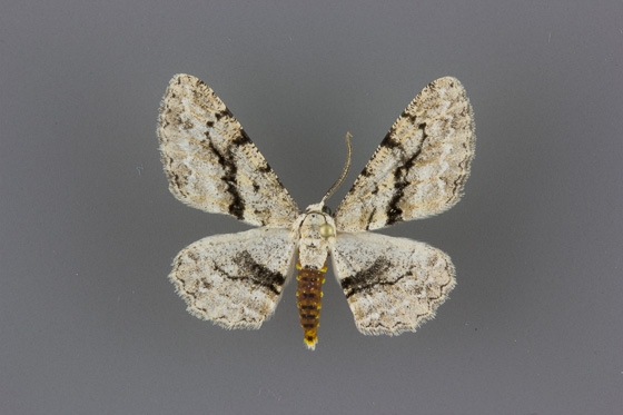 6462 Stenoporpia anastomosaria male