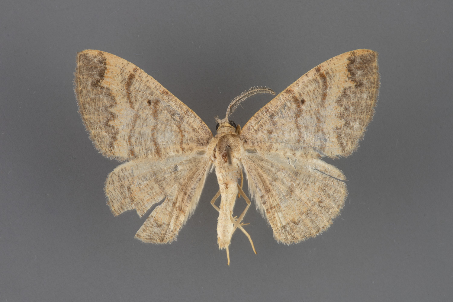 6707 Pterospoda opuscularia-male-iii-125