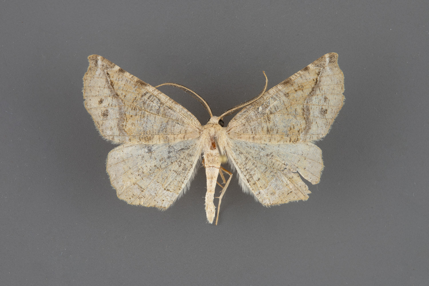 6871-Neoselenia-hilumaria-male-iii-123