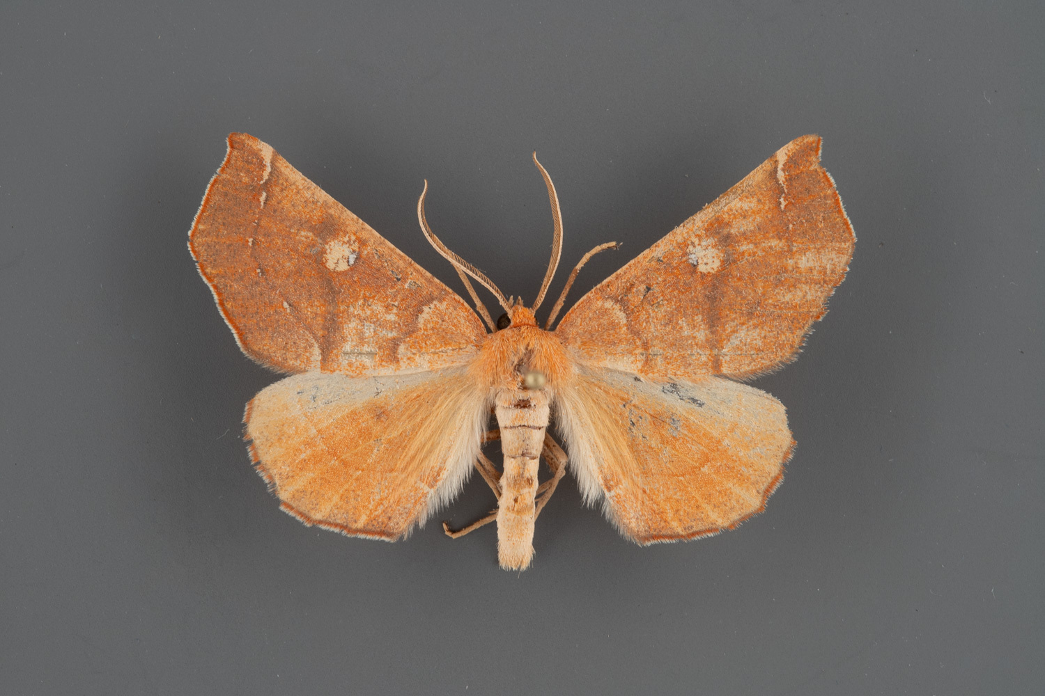 6874-Caripeta-macularia-male-iii-121