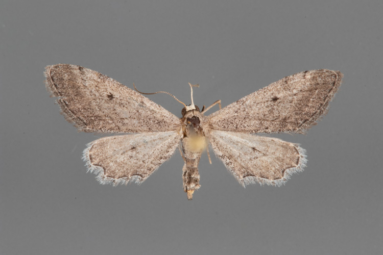 7089-Euacidalia-quakerata-female