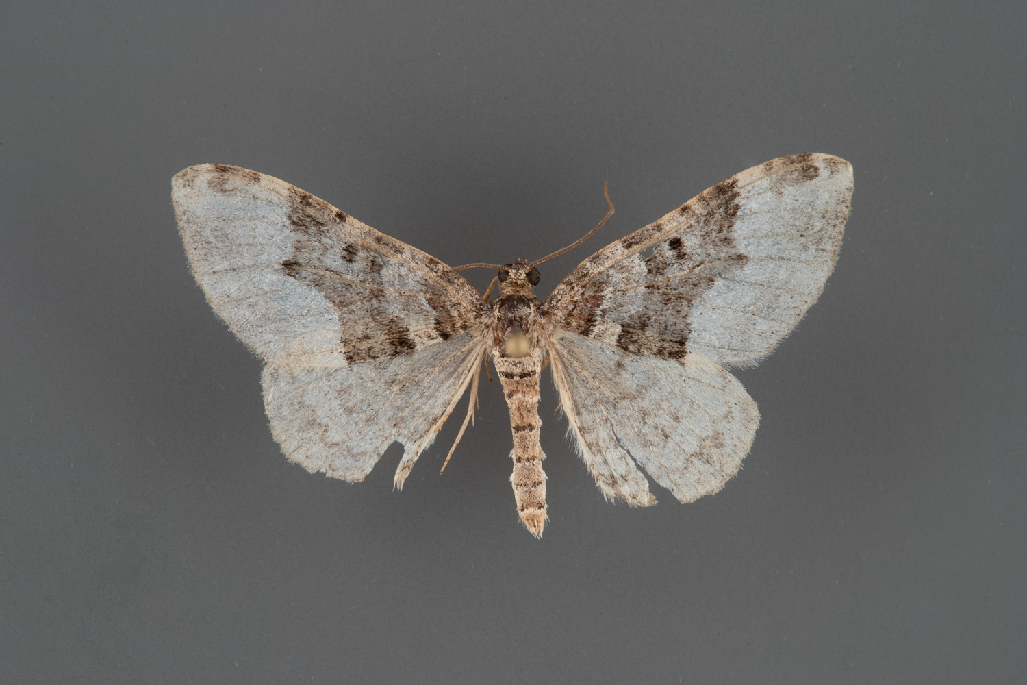 7399-Euphyia-intermediata-male-iii-121