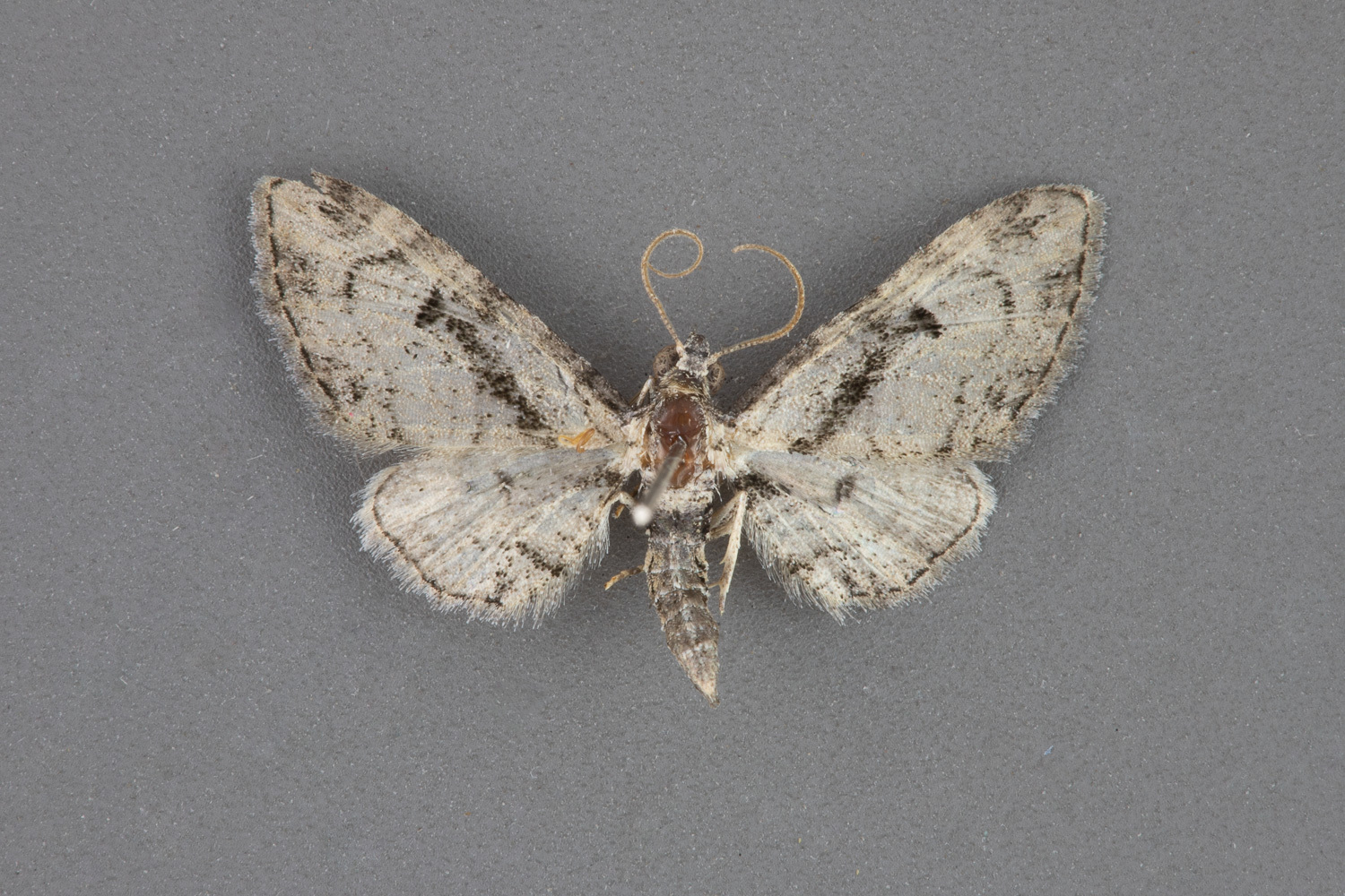 7619 Eupithecia desperata-iii-47