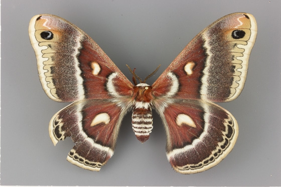7769 Hyalophora gloveri male