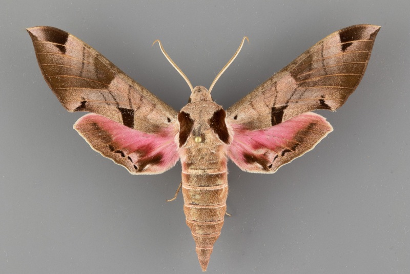 7861 Eumorpha achemon male ii-95