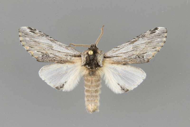 8015 Oligocentria coloradensis male