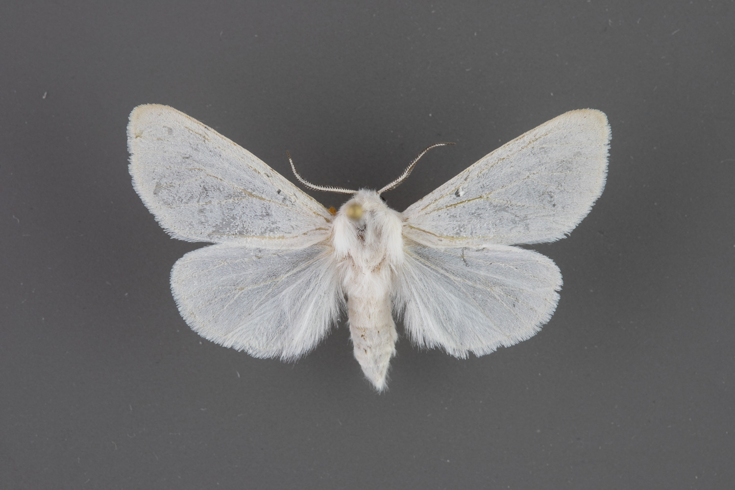 8140-Hyphantria-cunea-male-dorsal-iii-45