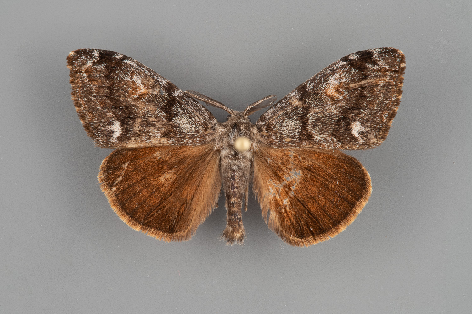 8312-Orgyia-pseudotsugata-male-iii-129