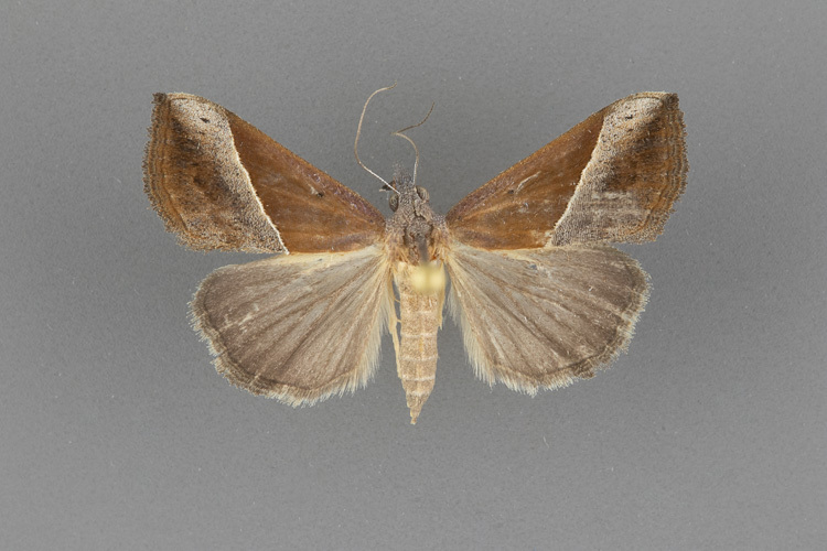 8456-Hypena-lividalis-female