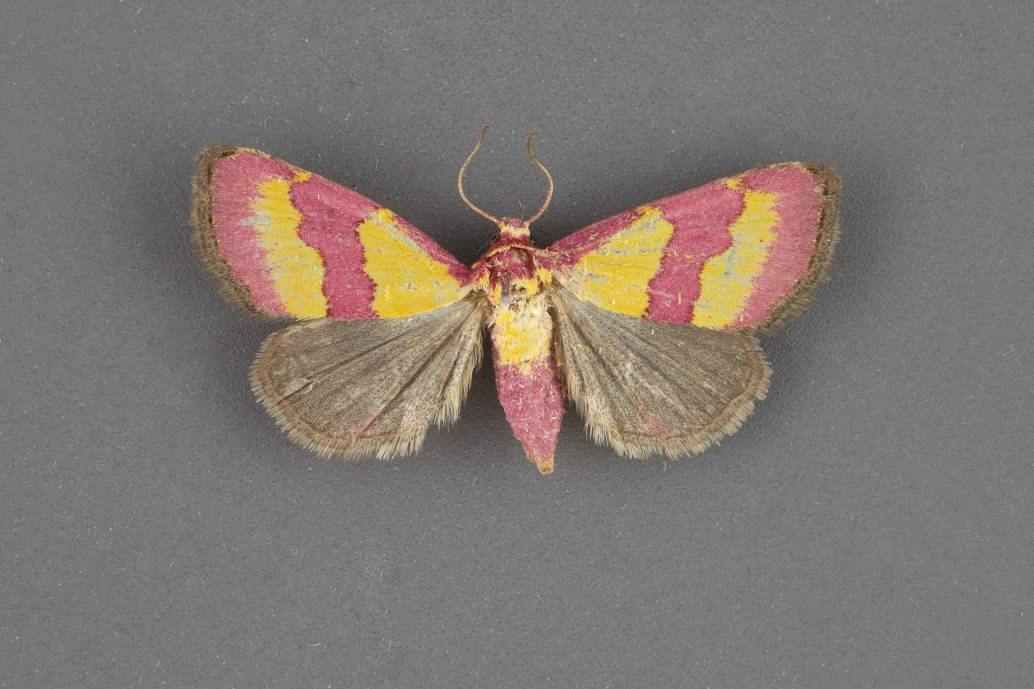 9028-Phoenicophanta-bicolor-female-iii-49