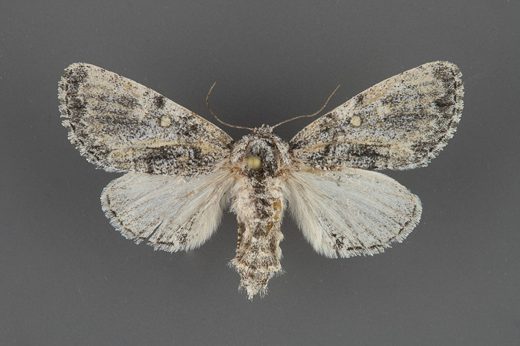 9193-Raphia-frater-subsp.-elbea-female-iii-43