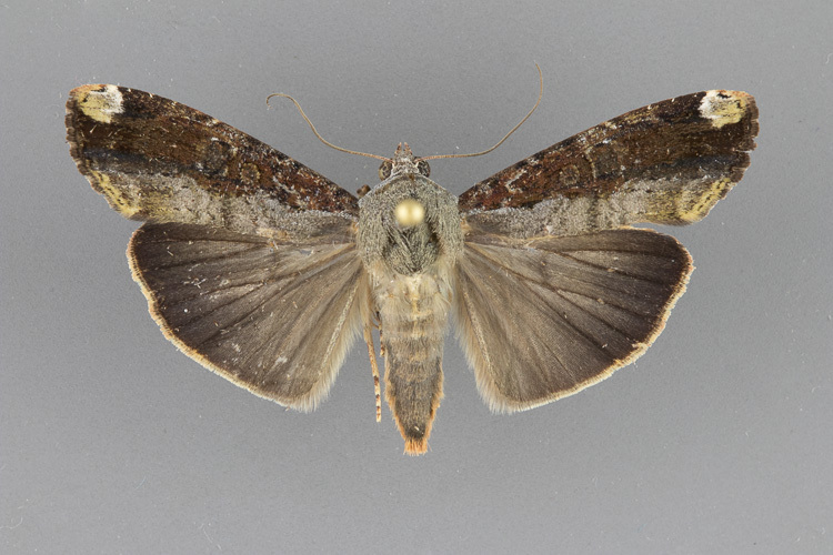 9637.1-Magusa-divaricata-female