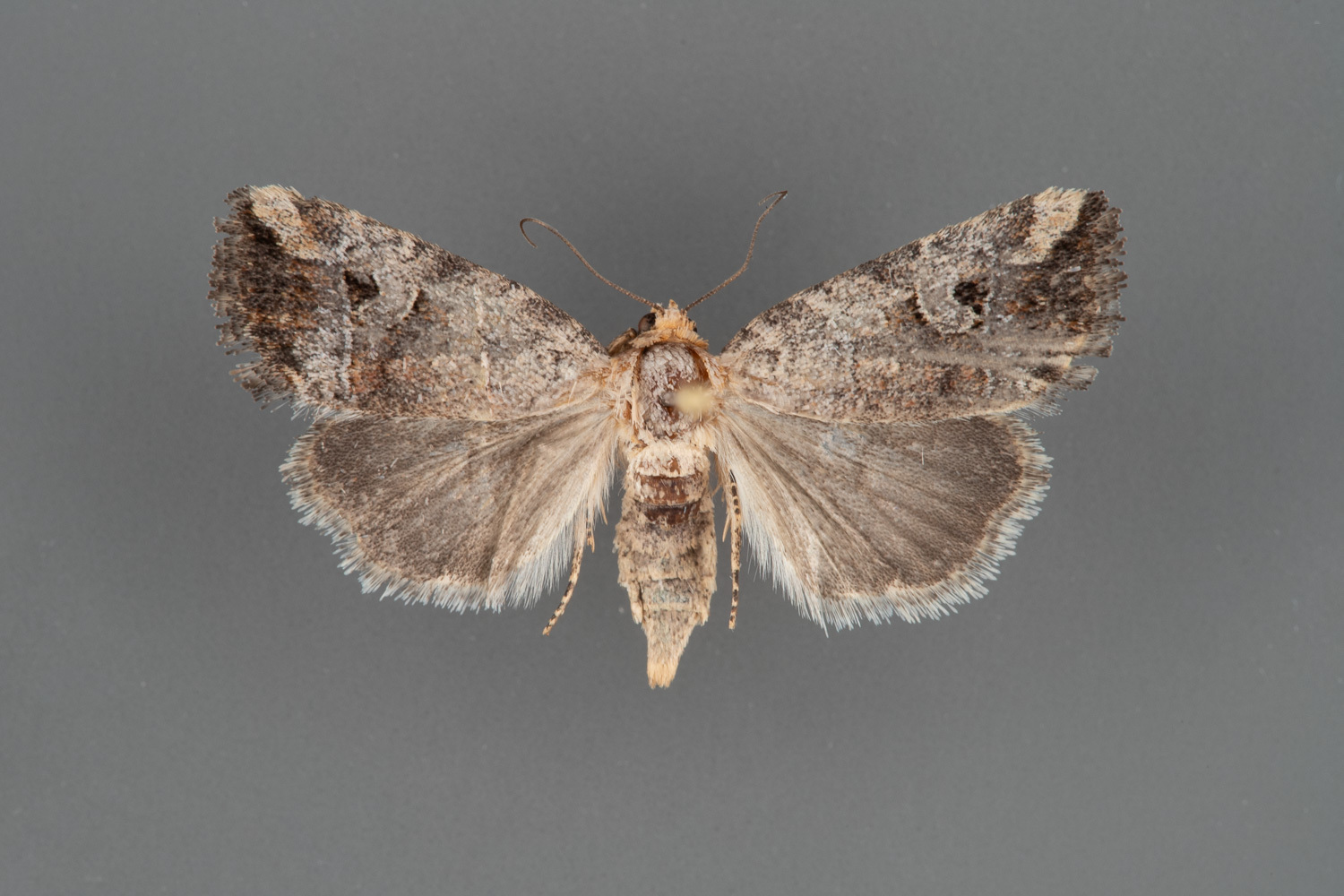 9681.1-Elaphria-alapallida-male-iii-119
