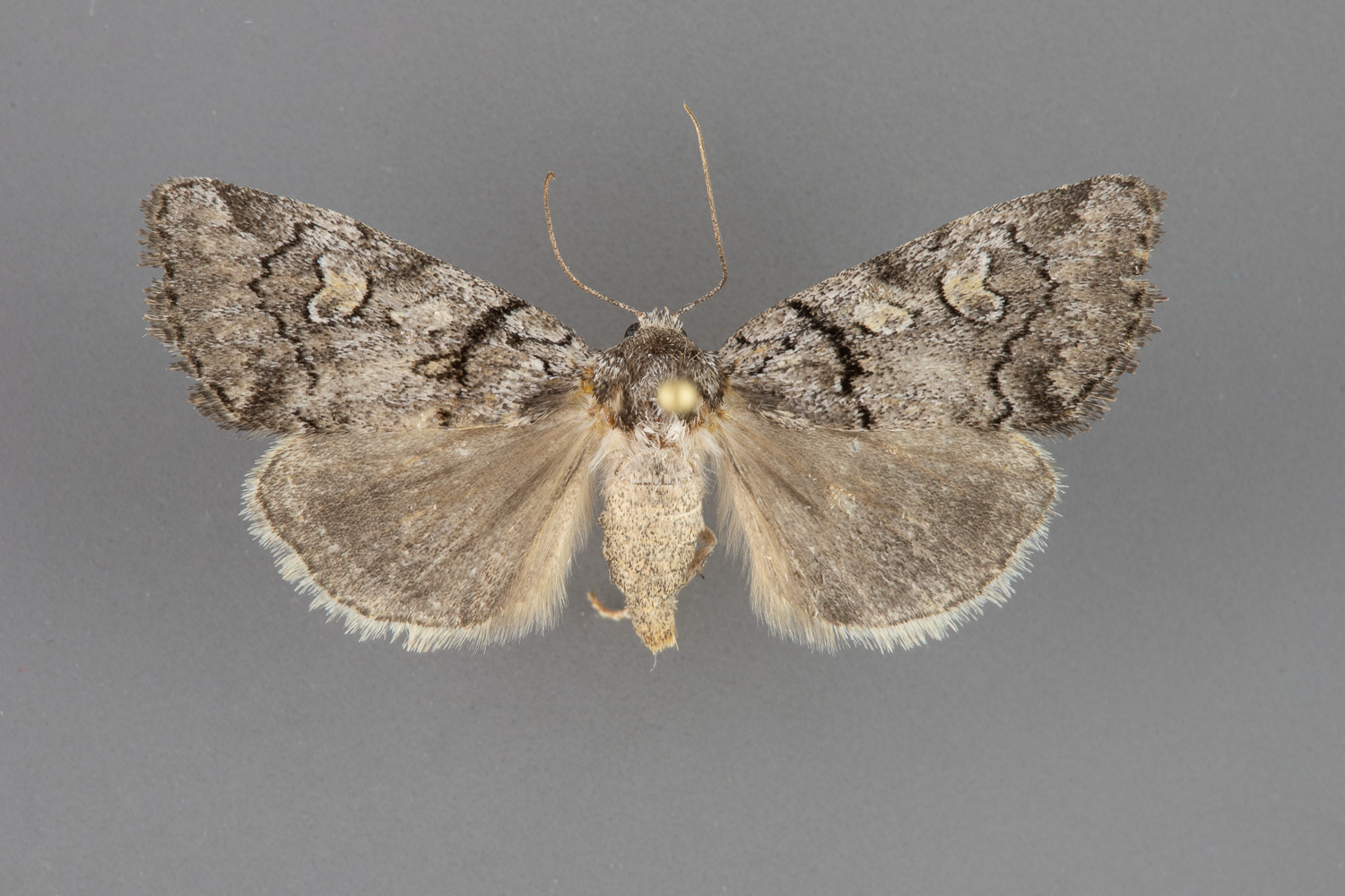 9814-Cosmia-praeacuta-female-iii-127