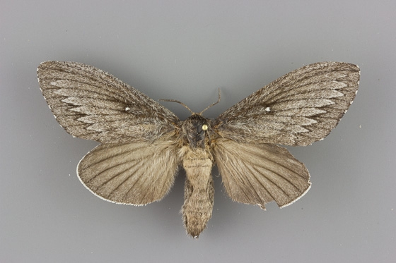 7696 Gloveria arizonensis female