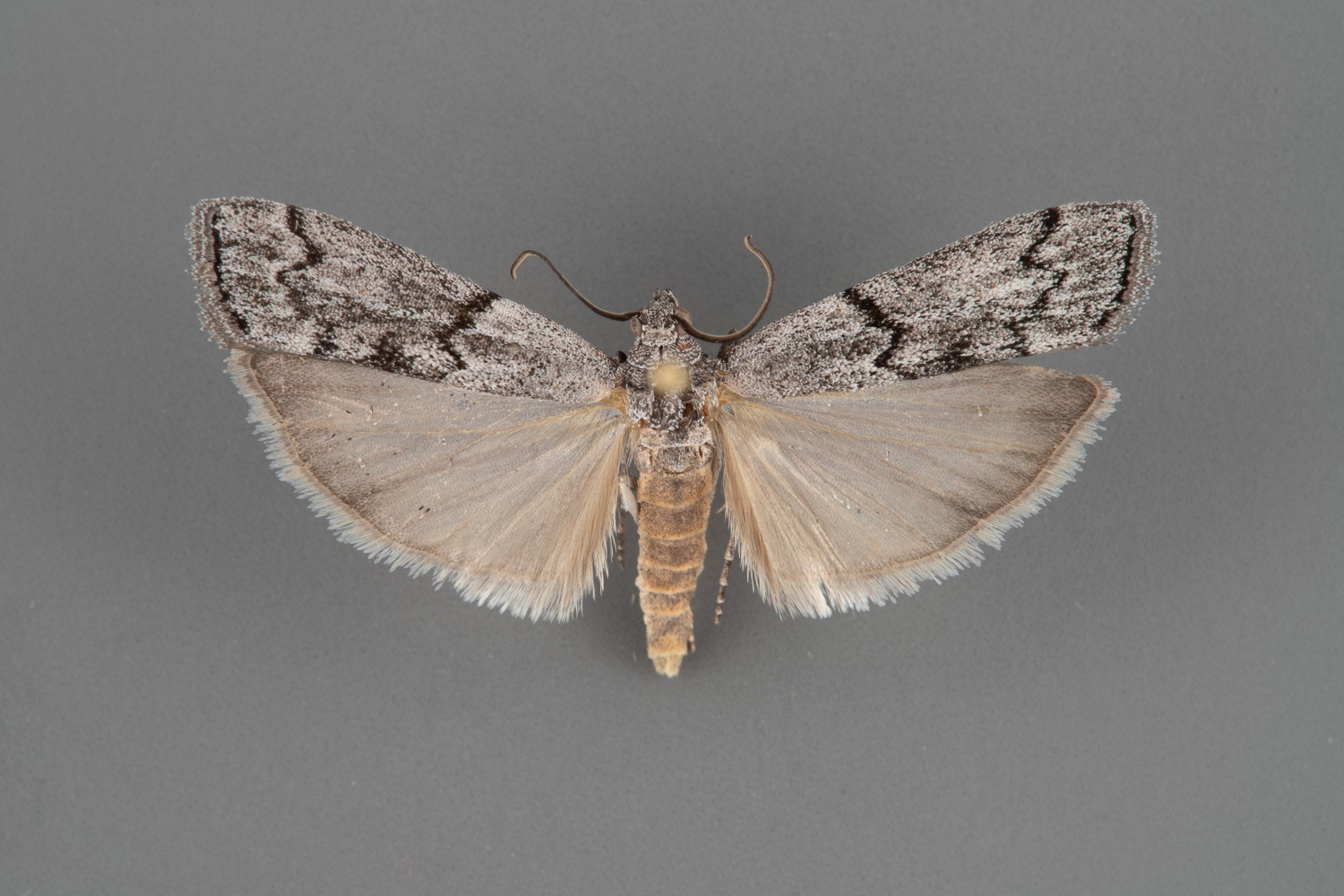5899.1 Passadenoides montanus iii-129