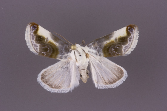 9161 Acontia cretata-female