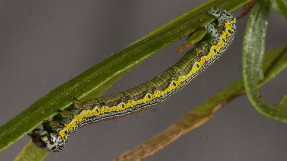 6918 Eucaterva variaria-larva